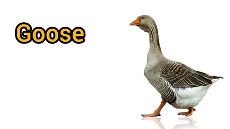 nene goose pronunciation